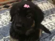 Diana