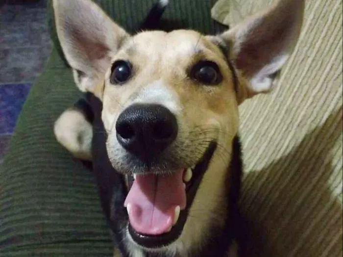 Cachorro ra a Sem Raça Definida idade 2 anos nome BART