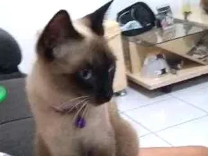 Gato raça Siamês idade 2 anos nome MEG