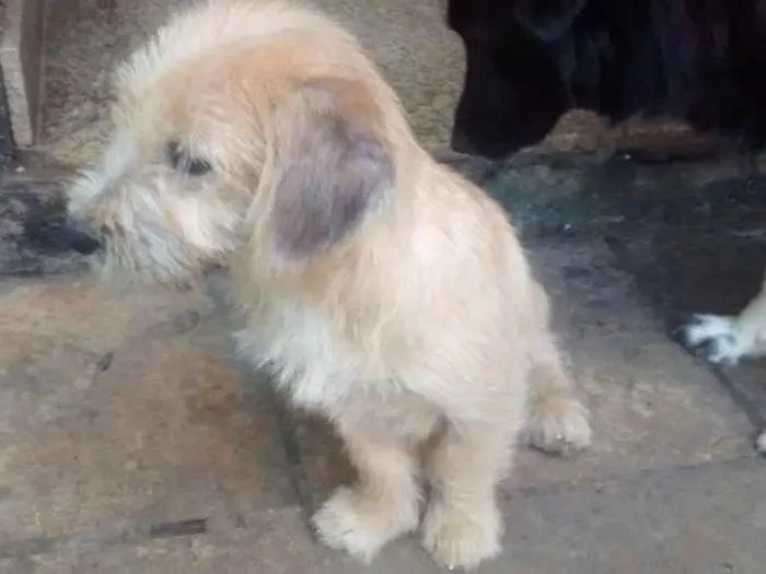 Cachorro ra a SRD idade 7 a 11 meses nome Mathilda