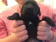 Juanito