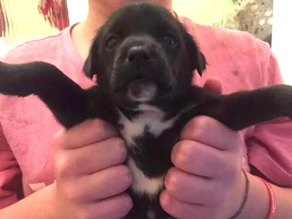 Cachorro ra a SRD idade Abaixo de 2 meses nome Filó