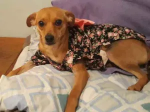 Cachorro raça Pinscher idade 1 ano nome Amora