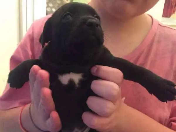 Cachorro ra a SRD idade Abaixo de 2 meses nome Amora