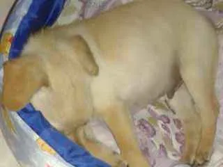 Cachorro ra a Labrador idade 2 a 6 meses nome Dobby