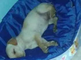 Cachorro ra a Labrador idade 2 a 6 meses nome Dobby