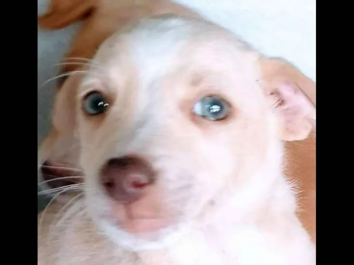 Cachorro ra a Vira lata idade 2 a 6 meses nome Não tem nome