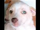 Cachorro raça Vira lata idade 2 a 6 meses nome Não tem nome