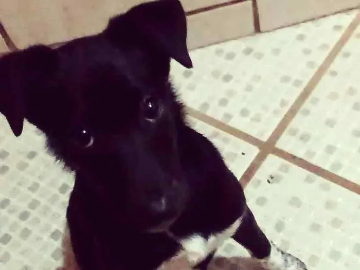 Cachorro ra a Viralata idade 2 a 6 meses nome Melissa 