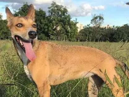 Cachorro ra a SRD idade 2 anos nome Safira GRATIFICA