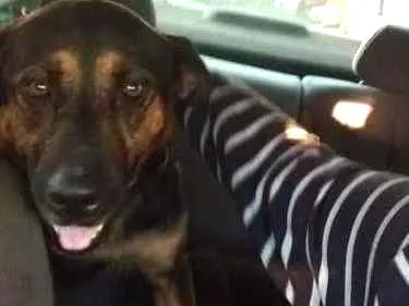 Cachorro raça Pastor Alemão idade  nome Menina