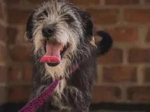Cachorro raça SRD idade 3 anos nome FEIJÃO