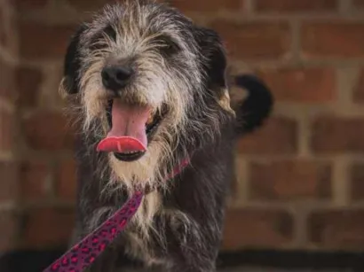 Cachorro raça SRD idade 3 anos nome FEIJÃO