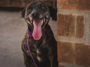 Cachorro raça SRD idade  nome AJUDANTE