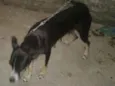 Pretinha