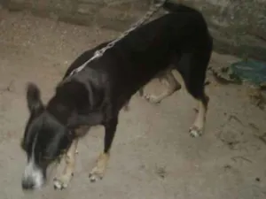 Cachorro raça Vira lata idade 4 anos nome Pretinha