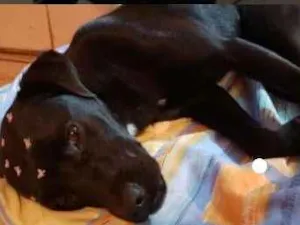 Cachorro raça SRD idade 7 a 11 meses nome Xuxinha