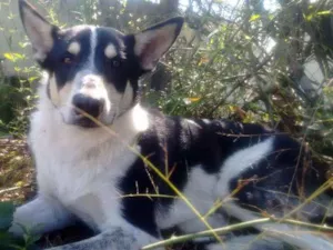 Cachorro raça SRD idade 3 anos nome RUFUS