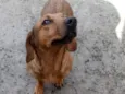 Pipoca