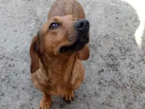 Cachorro raça Basset idade 6 ou mais anos nome Pipoca