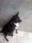 Pretinha