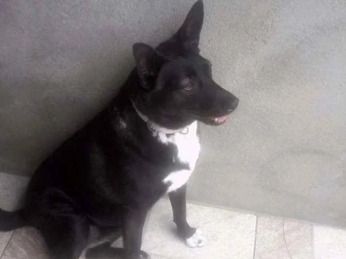 Cachorro ra a Srd idade 5 anos nome Pretinha