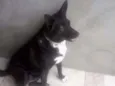 Pretinha