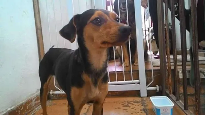 Cachorro ra a Pinscher mestiça  idade 2 anos nome Visita