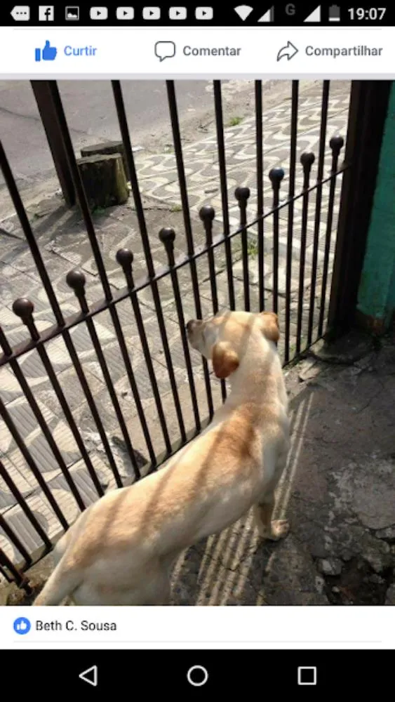 Cachorro ra a sem raca definida idade 6 ou mais anos nome clarinha e raika