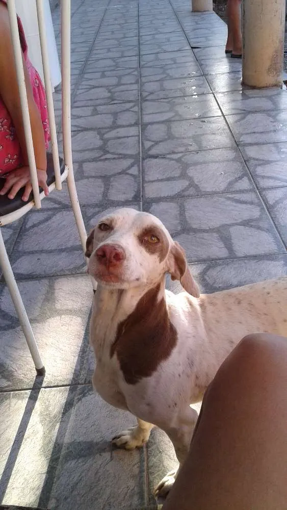 Cachorro ra a Vira lata idade 5 anos nome Baronesa 