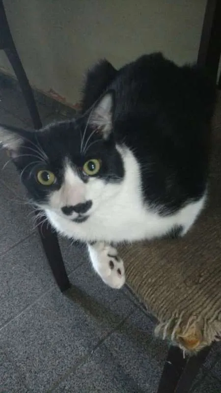 Gato ra a SRD idade 7 a 11 meses nome ZURIEL
