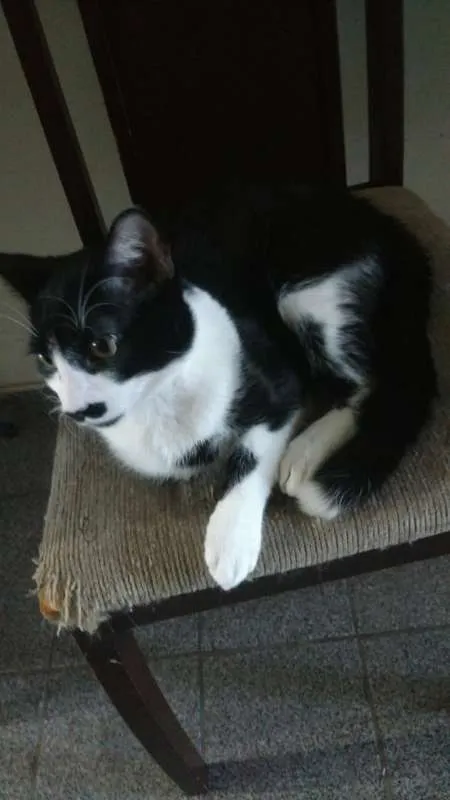 Gato ra a SRD idade 7 a 11 meses nome ZURIEL