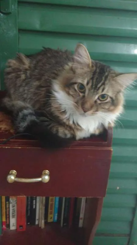 Gato ra a SRD idade 7 a 11 meses nome ZARIEL