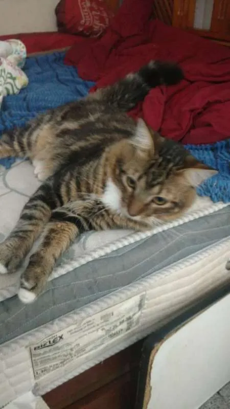 Gato ra a SRD idade  nome URIEL