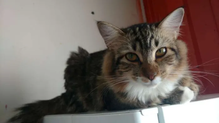 Gato ra a SRD idade 7 a 11 meses nome ARIEL