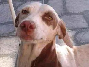 Cachorro raça Vira lata idade 5 anos nome Baronesa 