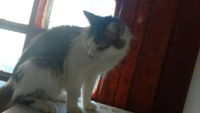 Gato ra a SRD idade 1 ano nome TRISTANA