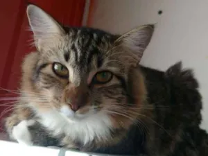Gato raça SRD idade 7 a 11 meses nome ARIEL