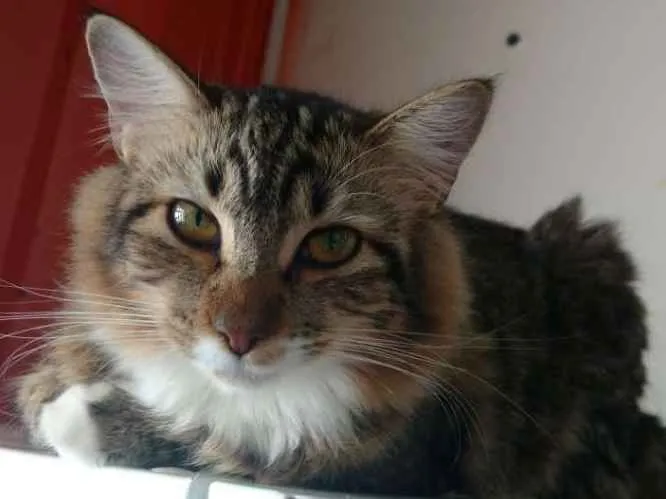 Gato ra a SRD idade 7 a 11 meses nome ARIEL