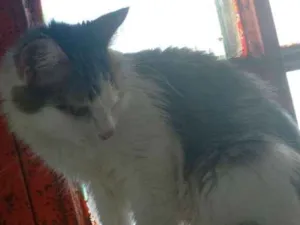 Gato raça SRD idade 1 ano nome TRISTANA