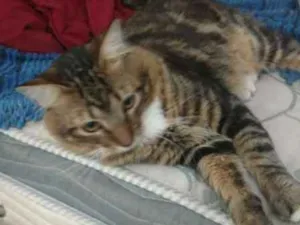 Gato raça SRD idade  nome URIEL