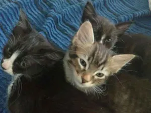 Gato raça SRD idade 2 a 6 meses nome SEM NOME