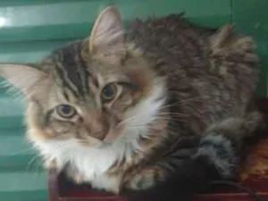 Gato raça SRD idade 7 a 11 meses nome ZARIEL