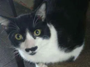 Gato raça SRD idade 7 a 11 meses nome ZURIEL