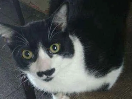 Gato ra a SRD idade 7 a 11 meses nome ZURIEL