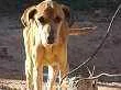 Cachorro raça Vira lata idade 6 ou mais anos nome Jake