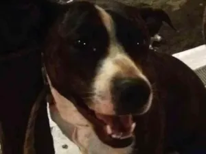 Cachorro raça sem raca definida idade 6 ou mais anos nome clarinha e raika