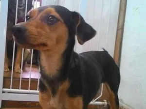 Cachorro raça Pinscher mestiça  idade 2 anos nome Visita