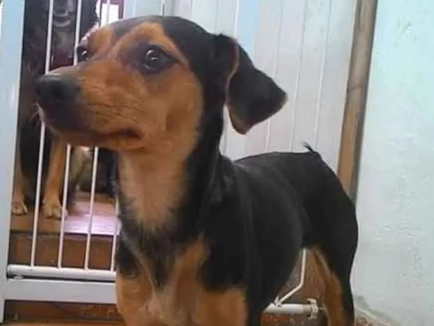 Cachorro ra a Pinscher mestiça  idade 2 anos nome Visita