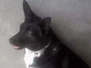 Cachorro raça Srd idade 5 anos nome Pretinha